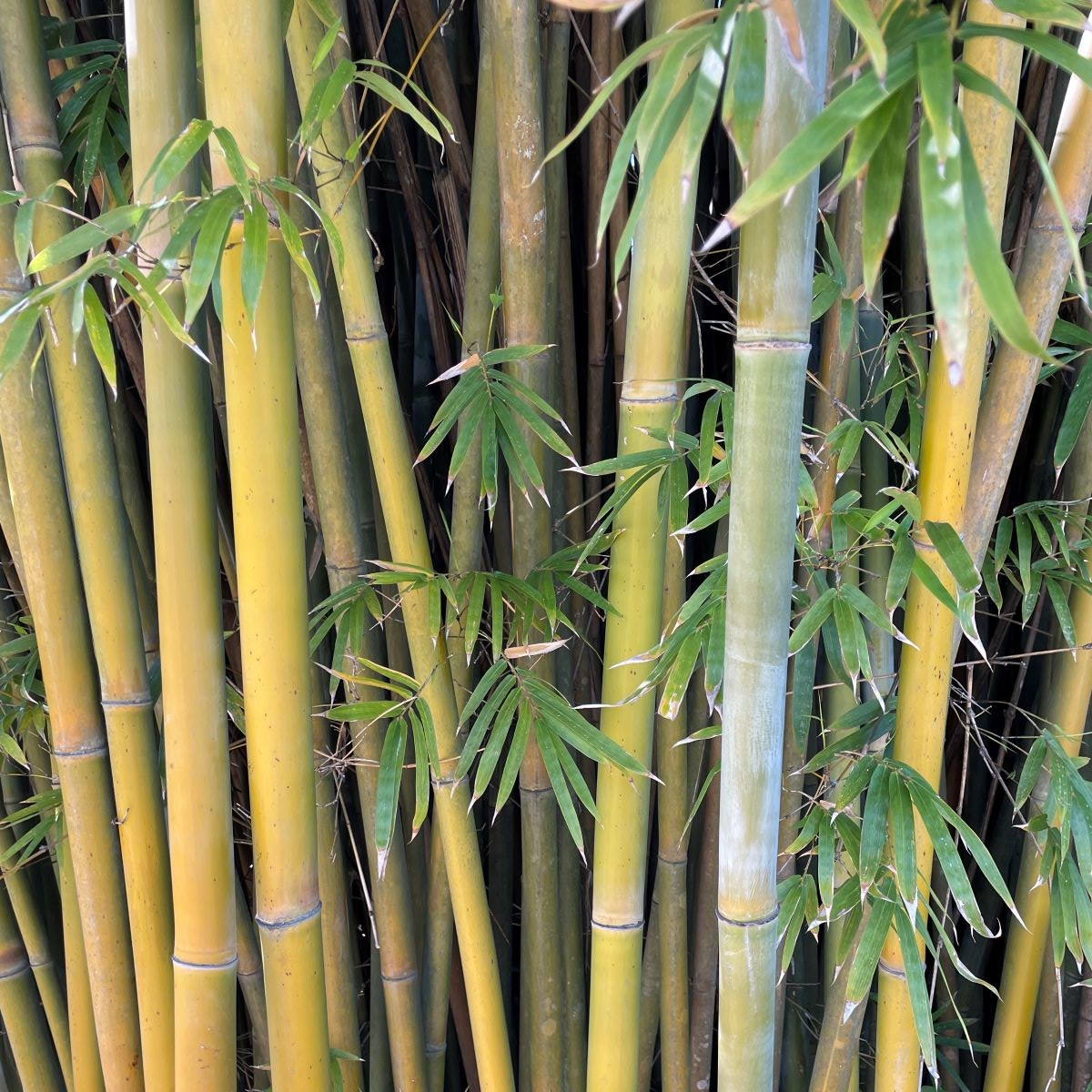 Bamboo Backyard Skills Workshop